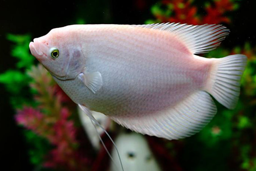 1590309906170073.jpg 1.jpg