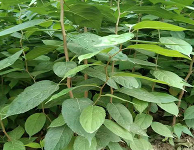 1774413668389435.jpg 杜仲苗.jpg