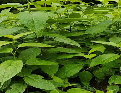 1774413672514199.jpg 杜仲苗1.jpg