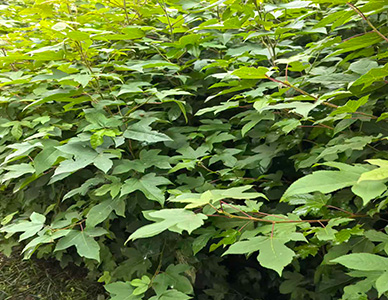 1774413695316991.jpg 枫香苗.jpg