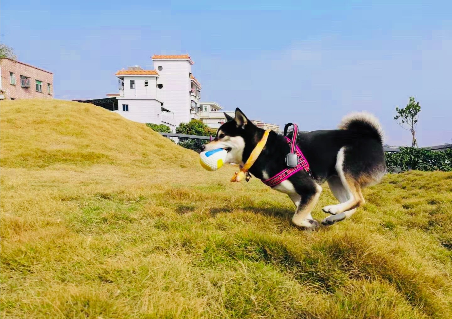 1590368886724852.jpg 12.jpg